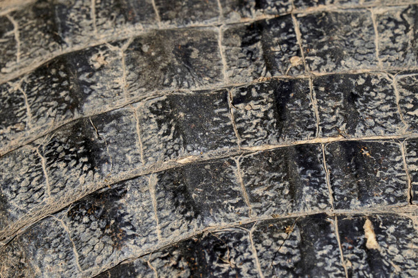 Шкіра крокодила, кайман, лежить у болоті Пантанал водно-болотних угідь вздовж Транспантанейри, недалеко від Порто-Жофре на річці Куяба. Кайман - рід кайманів у підродині алігаторів, схожий на крокодилів. - Фото, зображення