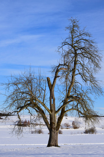 冬には雪の中に裸の落葉樹が立ち垂直方向の青空に向かって立ち上がります。 - 写真・画像