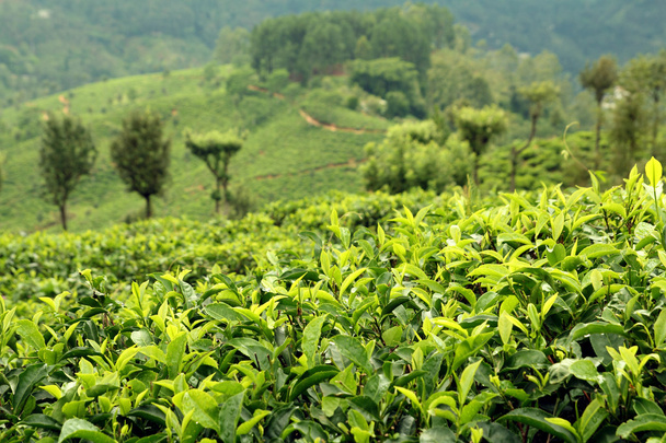 Plantación de té
 - Foto, imagen