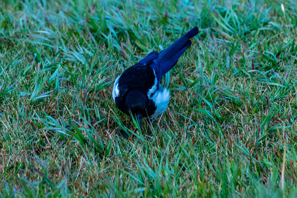 Černá straka hledala potravu v trávě. Chain Links Provincal Park, Alberta, Kanada - Fotografie, Obrázek