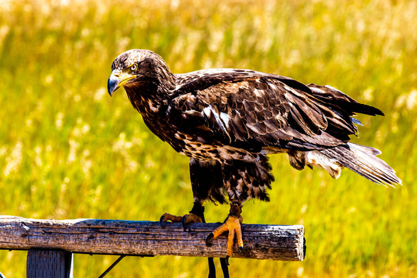 Золотий орел на сідалі. Birds of Prey Centre, Coledale, Alberta, Canada - Фото, зображення