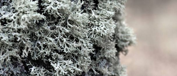 Evernia prunastri сірий лишайник на стовбурі дерева
 - Фото, зображення
