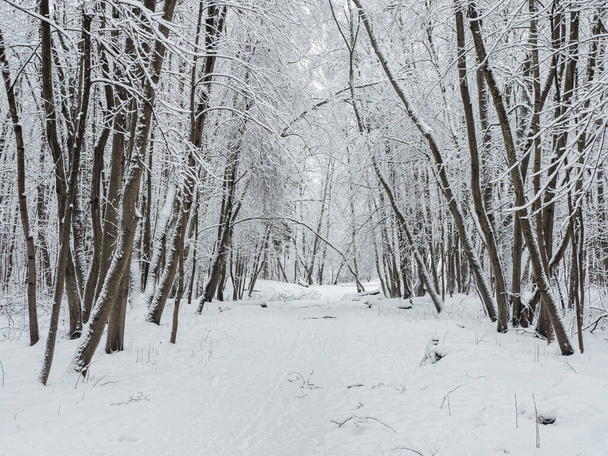 Deep forest winter snow road. Snowfall in the forest. - Photo, Image