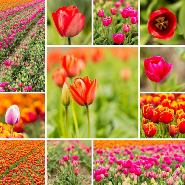 Tulipe champ ensemble collage bourgeon holland fleur valentine fleur jardinage amour est europe mères
 - Photo, image