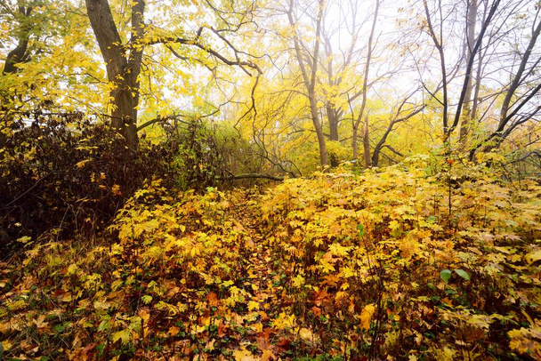 カラフルな緑、黄色、オレンジ、金色の葉を持つ落葉樹の低角度ビュー。枝を通して日光、柔らかい光。自然のテクスチャ、グラフィックリソース。秋、季節、環境 - 写真・画像