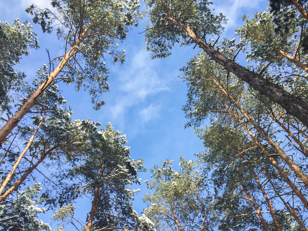 Bella vista dei pini innevati contro il cielo blu nella giornata invernale - Foto, immagini