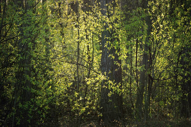 日没時に古いモッシーの木や若い茂み、クローズアップ。新緑の葉。幹から太陽が差し込む。ドイツの春の森。牧歌的な田園風景。観光、環境保全、季節 - 写真・画像