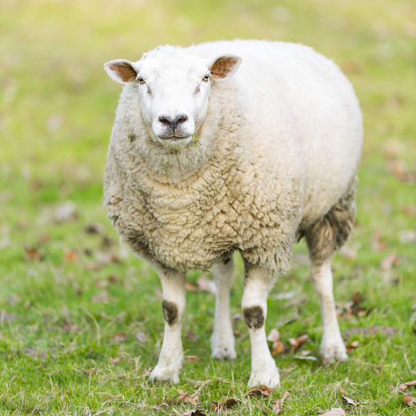 πρόβατα μαλλί προβάτων αρνί γεωργία αγέλη βοσκότοπο πρόβειο κρέας ζώων αγρόκτημα - Φωτογραφία, εικόνα