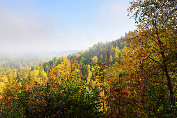 Valle del río Gauja y colorido bosque dorado en una niebla matutina al amanecer. Sigulda, Letonia. Cielo azul claro. Impresionante vista aérea panorámica. Naturaleza pura, medio ambiente, turismo, recreación - Foto, imagen