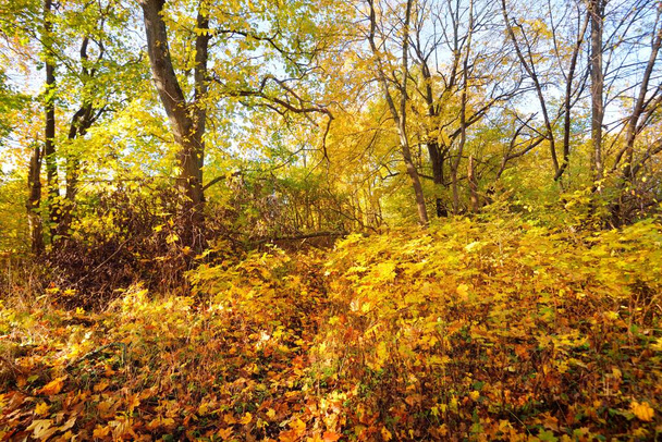 Niski kąt widzenia drzew liściastych z kolorowe zielone, żółte, pomarańczowe, złote liście. Promienie słońca przez gałęzie, miękkie światło. Naturalna faktura, zasoby graficzne. Jesień, pory roku, środowisko - Zdjęcie, obraz