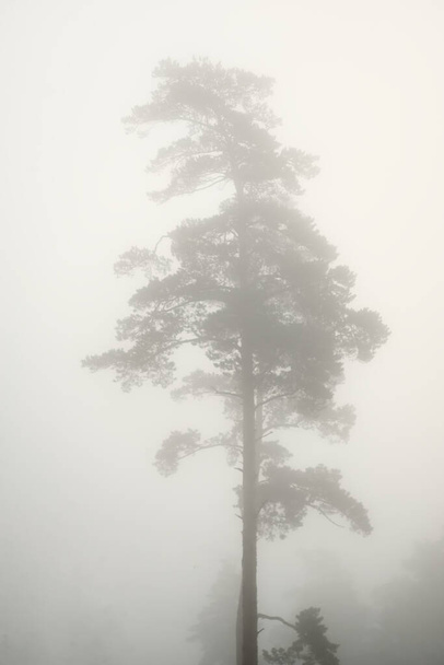 Γραφικό μονόχρωμο τοπίο του αειθαλούς δάσους σε μια πυκνή λευκή ομίχλη την ανατολή του ηλίου. Πεύκα και έλατα κοντά. Ατμοσφαιρικό φθινόπωρο τοπίο. Φθινοπωρινή περίοδος, οικολογία, περιβάλλον, αποψίλωση - Φωτογραφία, εικόνα