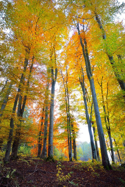 Niski kąt widzenia lasu bukowego. Potężne pnie, zielone, żółte, czerwone, pomarańczowe liście. Idylliczny jesienny krajobraz. Ekologia, przyroda, środowisko. Niemcy. Wzór, faktura, tło, tapeta - Zdjęcie, obraz