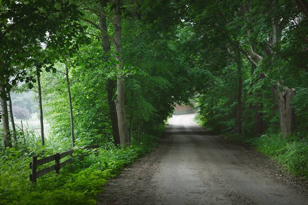 Tmavě prázdná tajemná ulička (jednoproudá venkovská cesta) zelenými listnatými stromy. Lotyšsko. Idylická krajina. Přirozený tunel. Cyklistika, sport, nordic walking, ekoturistika, životní prostředí - Fotografie, Obrázek