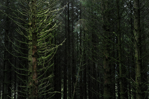 Σκοτεινό δάσος. Παλιά βρύα έλατα και φύλλα φτέρης από κοντά, κορμοί δέντρων στο βάθος. Ardrishaig, Loch Fyne, Crinan Canal, Argyll and Bute, Σκωτία, Ηνωμένο Βασίλειο - Φωτογραφία, εικόνα