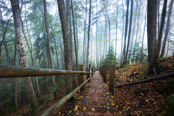 Wysoki kąt widzenia drewnianych schodów leśnych w mgle wschodu słońca. Miękkie poranne światło. Stare drzewa, kolorowe złote liście i rośliny z bliska. Idylliczna jesienna scena. Park Narodowy Gauja, Sigulda, Łotwa - Zdjęcie, obraz