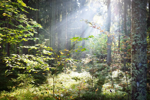 Πανοραμική θέα του μυστηριώδους αειθαλούς δάσους σε ομίχλη την ανατολή του ηλίου. Καθαρό φως, ηλιαχτίδες. Παλιά πεύκα και έλατα κοντά. Σίγκουλντα, Λετονία. Οικολογία, εποχές, προστασία του περιβάλλοντος, οικολογικός τουρισμός - Φωτογραφία, εικόνα