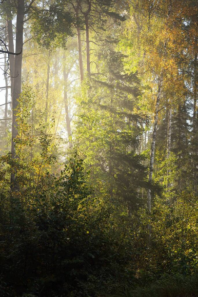 Picturesque scenery of the mixed coniferous forest at sunrise. Fog, haze, sunbeams. Pine, fir and colorful golden birch trees close-up. Mysterious autumn landscape. Fall season, pure nature, ecology - Photo, Image