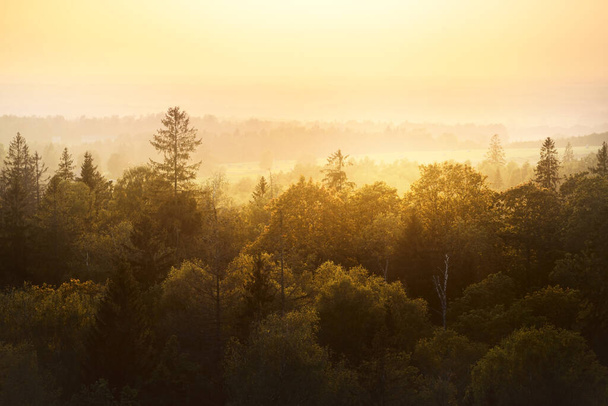 Picturesque panoramic aerial view of the colorful golden, green and yellow trees in the forest at sunset. Clear sky, warm sunlight. Early autumn. Seasons, travel destinations, ecology, pure nature - Foto, imagen
