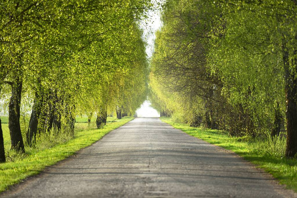 An empty alley (single lane rural road) through the green deciduous trees. Latvia. Spring landscape. Bicycle, sport, nordic walking concepts - Photo, Image