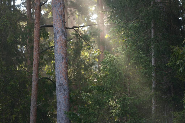 Γραφικό τοπίο του σκοτεινού μυστηριώδους αειθαλούς δάσους σε μια πρωινή ομίχλη το ξημέρωμα. Καθαρό φως, ηλιαχτίδες μέσα από τους κορμούς των δέντρων. Πεύκα και έλατα κοντά. Ατμοσφαιρικό φθινόπωρο τοπίο - Φωτογραφία, εικόνα