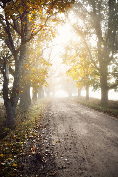 Single lane rural road (alley) through deciduous oak and maple trees. Natural tunnel. Sunlight, sunbeams, fog, shadows. Fairy autumn scene. Hope, heaven concepts. Nature, ecology, walking, cycling - Photo, Image