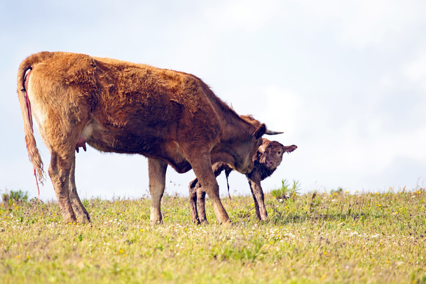 Anne inek kırsal kesimde yeni doğan bebek buzağı ile - Fotoğraf, Görsel