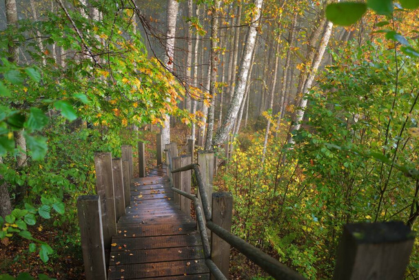 High angle view of the wooden forest stairway in a sunrise fog. Soft morning light. Old trees, colorful golden leaves and plants close-up. Idyllic autumn scene. Gauja national park, Sigulda, Latvia - Photo, Image