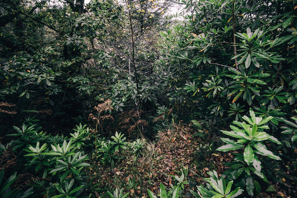 Ліси дощу в маленькому селі Ардрішаг. Зелений листки закриваються. Лох-Файн, Крінан-канал, Шотландія, Велика Британія. Темний таємничий пейзаж. Екологія, охорона довкілля, національна пам "ятка, екологічний туризм - Фото, зображення
