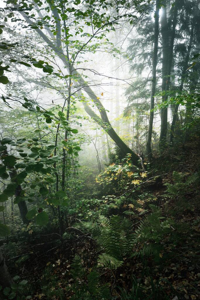 Atmospheric landscape of the forest hills in a fog at sunrise. Soft light, sunbeams. Green trees, colorful leaves, moss, fern, plants close-up. Sigulda, Latvia. Ecology, seasons, autumn, eco tourism - Valokuva, kuva