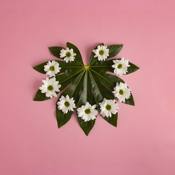 Green leaf with white flowers in the shape of a heart on a pink background. Love concept. Minimal flat lay nature - Foto, Bild