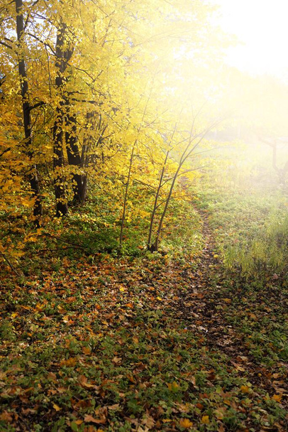 Pohled z cesty v parku. Lesní dno z barevných žlutých a oranžových listů, mohutné zlaté opadavé stromy zblízka. Bříza, javor, dub. Ekologie, ekoturistika, ochrana životního prostředí v Evropě - Fotografie, Obrázek