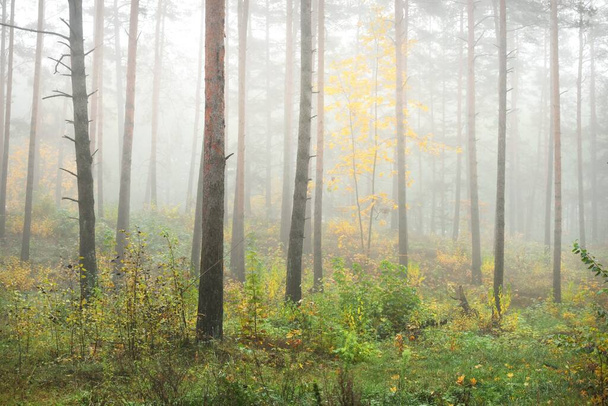 Atmospheric landscape of the evergreen forest in a fog at sunrise. Ancient pine trees, young golden maple tree close-up. Ecology, seasons, autumn, ecotourism, environmental conservation in Europe - Photo, Image