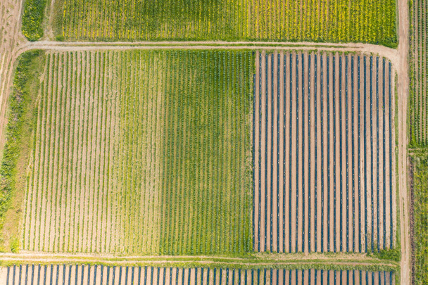 Widok z lotu ptaka na pola i szklarnie w gospodarstwie warzyw - Zdjęcie, obraz