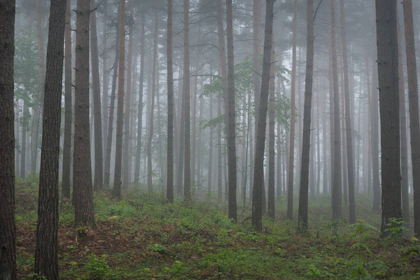 古代常緑の朝の霧の中で松の木。ラトビア。大気の風景。エコツーリズム、環境、孤独、暗闇、北の森 - 写真・画像