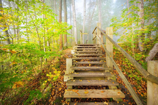 Vista de ángulo bajo de la escalera del bosque de madera en una niebla del amanecer. Luz suave de la mañana. Árboles viejos, hojas verdes y doradas en primer plano. Escena otoñal idílica. Parque nacional Gauja, Sigulda, Letonia - Foto, imagen