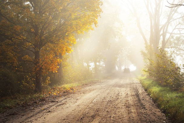 Single lane rural road (alley) through deciduous oak and maple trees. Natural tunnel. Sunlight, sunbeams, fog, shadows. Fairy autumn scene. Hope, heaven concepts. Nature, ecology, walking, cycling - Photo, Image