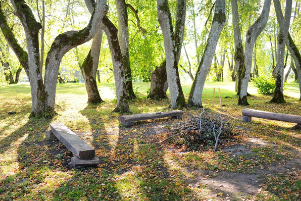 Зеленая лужайка с костром и деревянными скамейками под лиственными деревьями. Старые стволы деревьев и листья крупным планом. Солнечный свет, тени на земле. Экология, туризм, окружающая среда, скандинавская ходьба, отдых - Фото, изображение