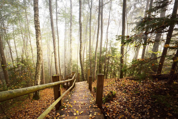 Υψηλή γωνία θέας της ξύλινης δασικής σκάλας σε μια ομίχλη ανατολής. Μαλακό πρωινό φως. Παλιά δέντρα, πολύχρωμα πράσινα και χρυσά φύλλα από κοντά. Ειδυλλιακή φθινοπωρινή σκηνή. Εθνικό πάρκο Gauja, Sigulda, Λετονία - Φωτογραφία, εικόνα
