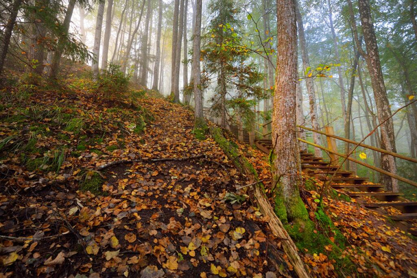 Nízký úhel pohledu na dřevěné lesní schodiště v mlze vycházejícího slunce. Měkké ranní světlo. Staré stromy, barevné zlaté listy a rostliny zblízka. Idylická podzimní scéna. Národní park Gauja, Sigulda, Lotyšsko - Fotografie, Obrázek