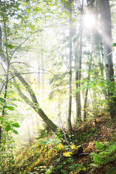 Paisaje atmosférico de las colinas del bosque en una niebla al amanecer. Luz suave, rayos de sol. Árboles verdes, hojas coloridas, musgo, helecho, plantas de primer plano. Sigulda, Letonia. Ecología, estaciones, otoño, ecoturismo - Foto, imagen