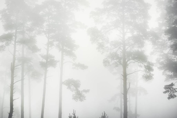 Picturesque monochrome scenery of the evergreen forest in a thick white fog at sunrise. Pine and fir trees close-up. Atmospheric autumn landscape. Fall season, ecology, environment, deforestation - Photo, Image