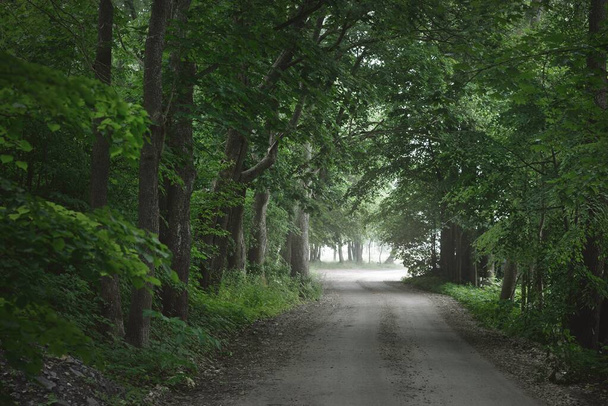 Темна порожня таємнича алея (односмугова сільська дорога) через зелені листяні дерева. Латвія. Ідилічний ландшафт. Природний тунель. Велосипед, спорт, північна ходьба, еко туризм, довкілля - Фото, зображення