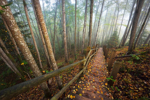Güneşin doğduğu bir siste tahta orman merdiveninin yüksek açılı görüntüsü. Yumuşak sabah ışığı. Yaşlı ağaçlar, renkli altın yapraklar ve bitkiler. Idyllic sonbahar sahnesi. Gauja Ulusal Parkı, Sigulda, Letonya - Fotoğraf, Görsel