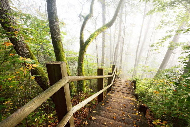 Vista de ángulo alto de la escalera del bosque de madera en una niebla del amanecer. Luz suave de la mañana. Árboles viejos, hojas verdes y doradas en primer plano. Escena otoñal idílica. Parque nacional Gauja, Sigulda, Letonia - Foto, Imagen
