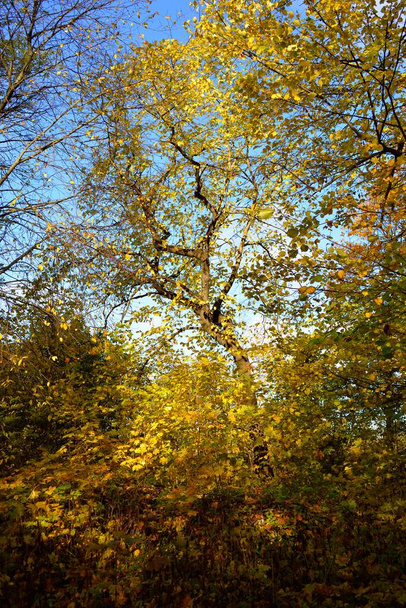 Alacsony szög kilátás a lombhullató fák színes zöld, sárga, narancs, arany levelek. Napsugarak az ágakon át, lágy fény. Természetes textúra, grafikai erőforrások. Ősz, évszakok, környezet - Fotó, kép