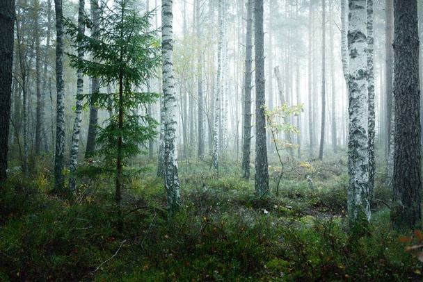 Dark atmospheric landscape of the evergreen forest in a fog at sunrise. Pine, fir, birch trees, green and golden plants close-up. Ecology, autumn, ecotourism, environmental conservation. Europe - Photo, Image