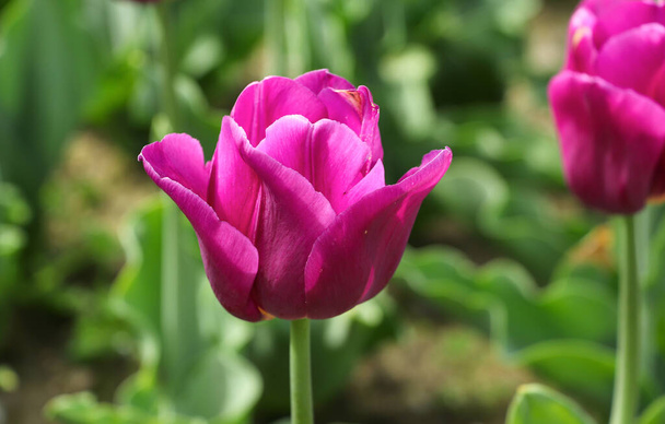 Close-up hot pink tulip in a botanical garden, soft sunlight illuminates the petals, blurred background of green leaf highlights the flower in the foreground, tulips in the background are blurred - Fotoğraf, Görsel