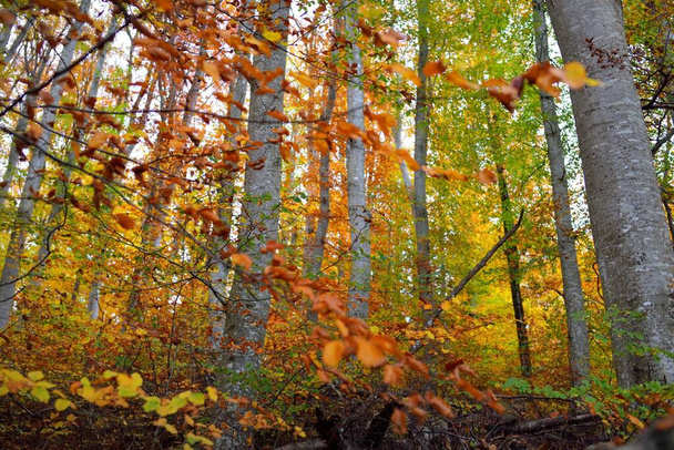 Низкоугольный вид на шипы в буковом лесу. Могучие стволы деревьев, желтые, красные, оранжевые листья. Идиллический осенний пейзаж. Осенний сезон, экология, природа, окружающая среда, экотуризм, отдых. Германия - Фото, изображение