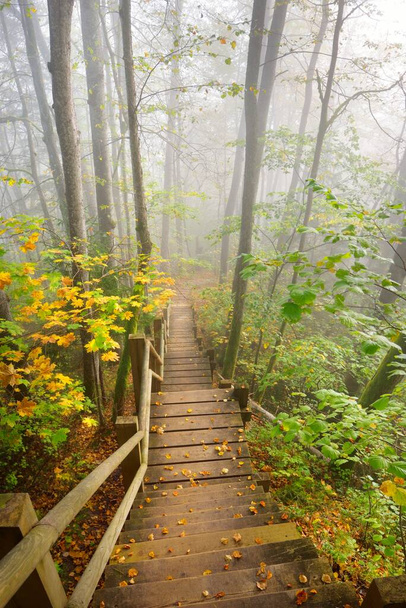 Wysoki kąt widzenia drewnianych schodów leśnych w mgle wschodu słońca. Miękkie poranne światło. Stare drzewa, kolorowe zielone i złote liście z bliska. Idylliczna jesienna scena. Park Narodowy Gauja, Sigulda, Łotwa - Zdjęcie, obraz