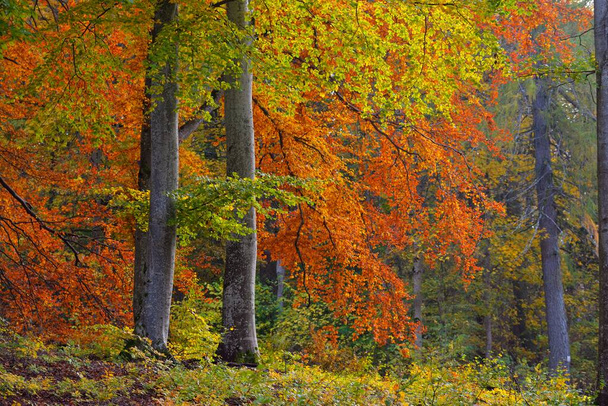 黄金のブナ林の絵のような風景です。力強い木の幹、カラフルな黄色、赤、オレンジの葉。牧歌的な秋の風景。季節、秋の季節、生態系、純粋な自然、エコツーリズム。ドイツ - 写真・画像